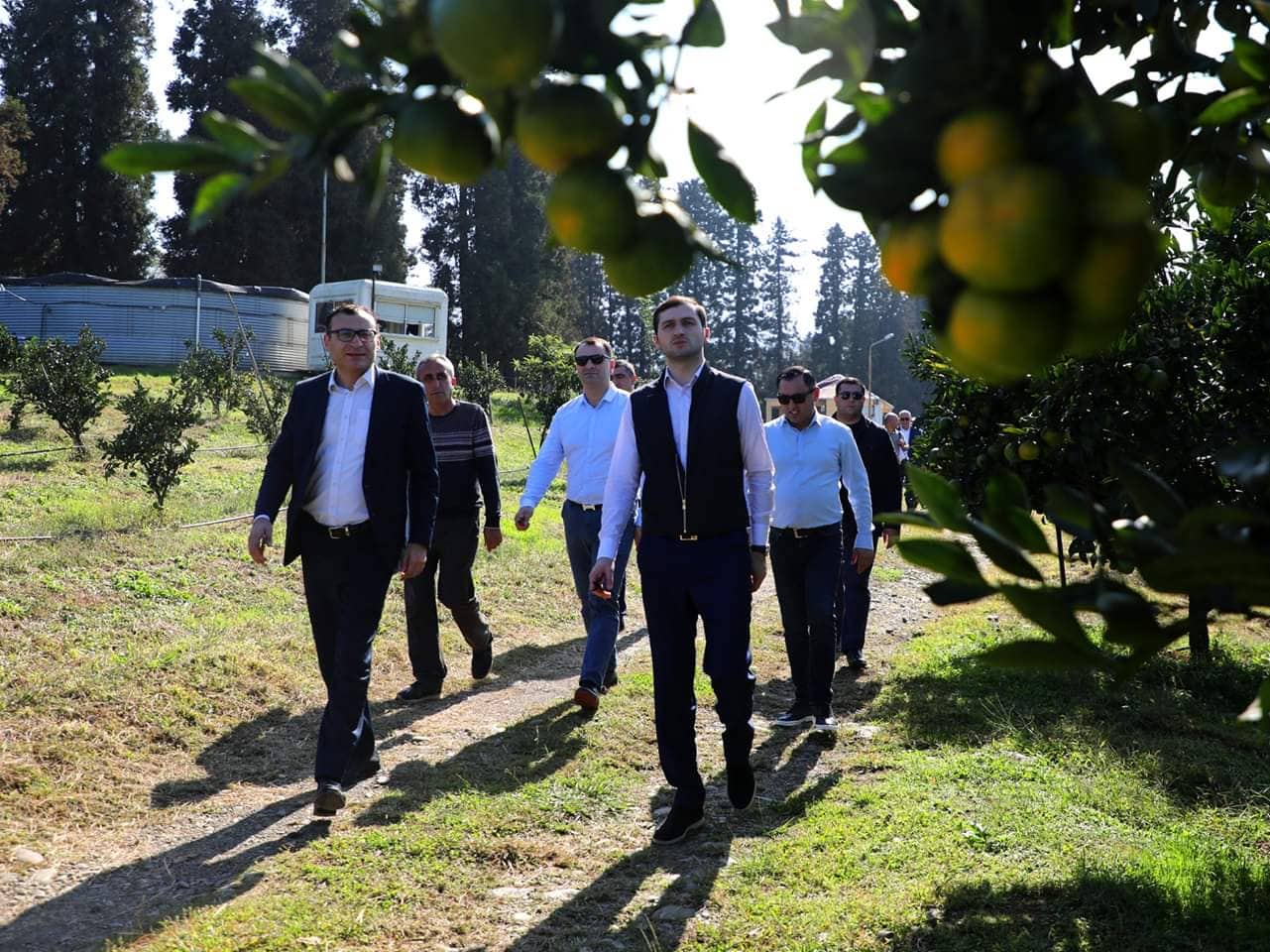 აჭარაში ციტრუსის საკოორდინაციო შტაბი გაიხსნა