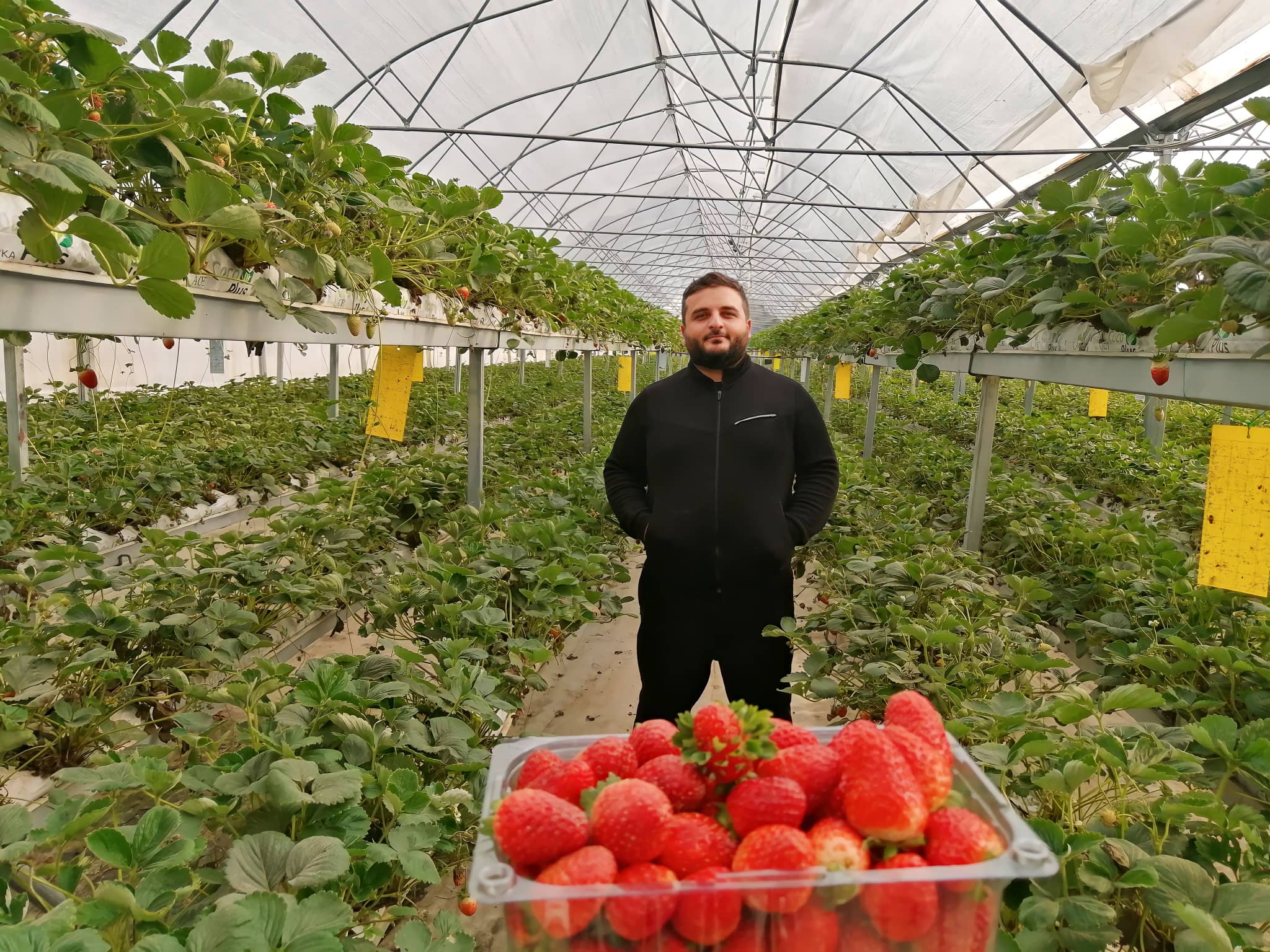 ახალგაზრდა ფერმერის თანამედროვე ტექნოლოგიებით აღჭურვილი სასათბურე მეურნეობა