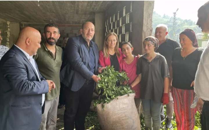 ირაკლი პეტრიაშვილი თურქეთში, ჩაის პლანტაციებში დასაქმებულ თანამემამულეებს შეხვდა
