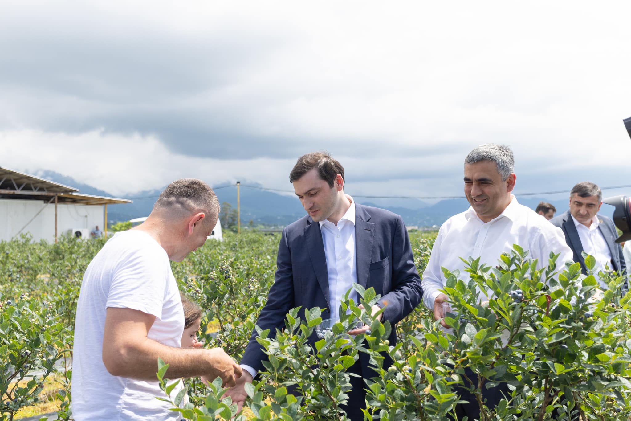 საქართველოდან მოცვის ექსპორტი მზარდი ტენდენციით გამოირჩევა
