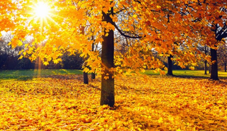 24 ნოემბრამდე თბილი და უნალექო ამინდია მოსალოდნელი