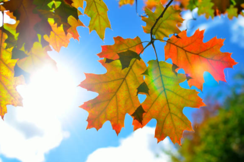 ისევ თბილი და უნალექო ამინდია მოსალოდნელი