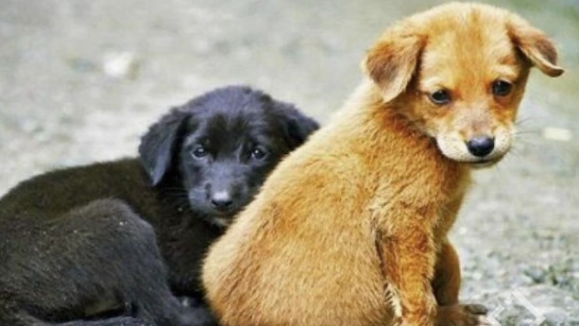 ათასობით მიუსაფარი ცხოველი ვეტერინარული მომსახურების შემდეგ, ბუნებრივ გარემოში დაბრუნდა