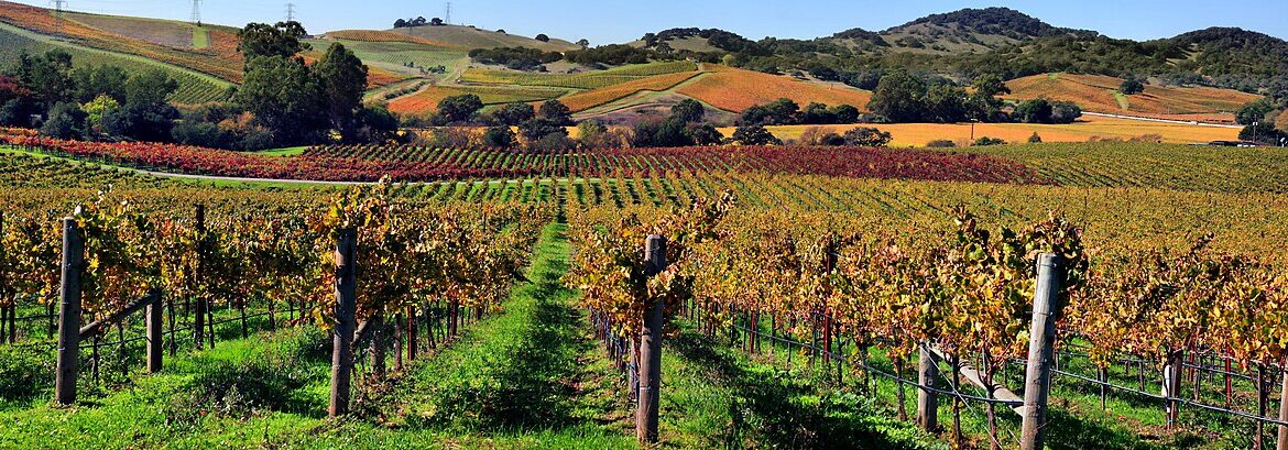 ვენახების გაშენება მხოლოდ სააგენტოს თანხმობით – რას ცვლის ახალი პროექტი?