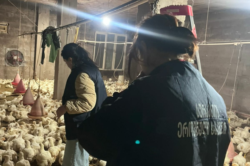 ფრინველის არალეგალური სასაკლაოები აღმოაჩინეს