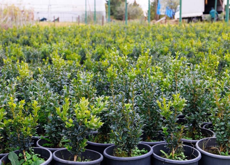 ბზის მოჭრაზე კონტროლი მკაცრდება