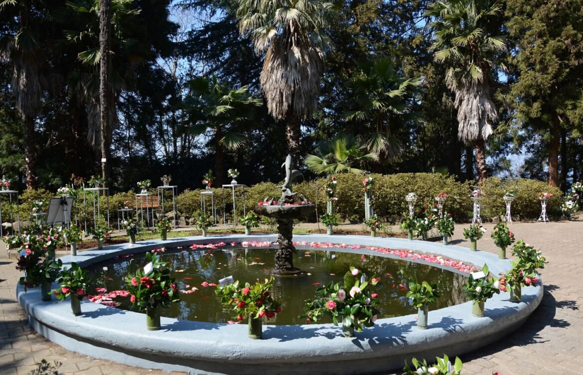 კამელიების გამოფენა – ბოტანიკურ ბაღში