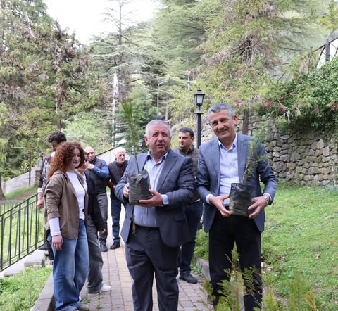 დეკორატიული ნაძვის ნერგები დარგეს