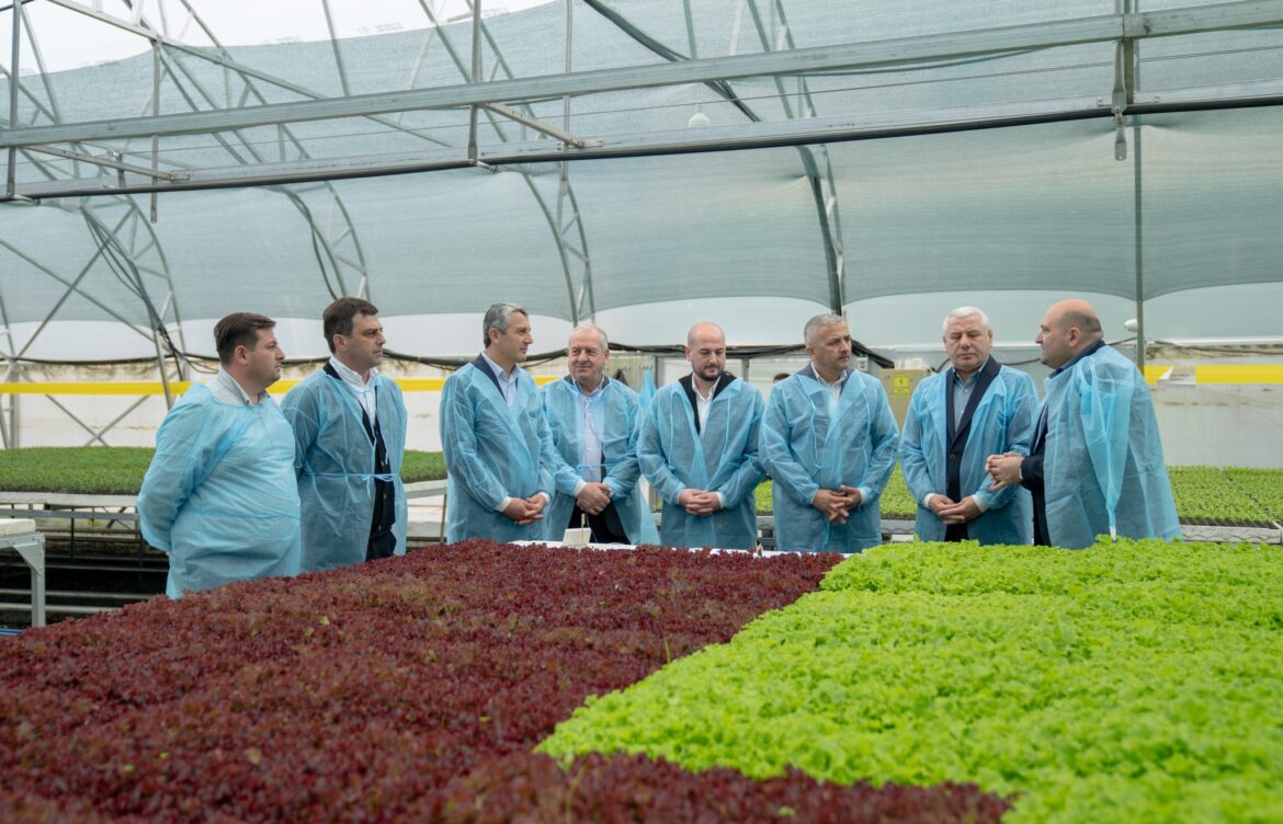 ჩითილების რეალიზაცია მიმდინარეობს