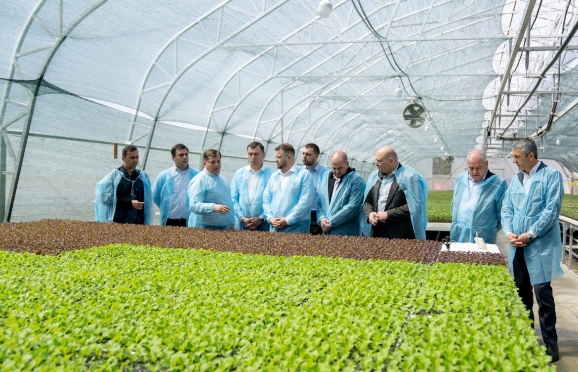 საჩითილე მეურნეობაში